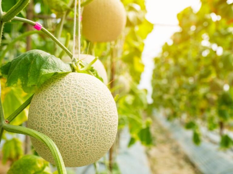 How Many Cantaloupes Can You Get Per Plant In One Season