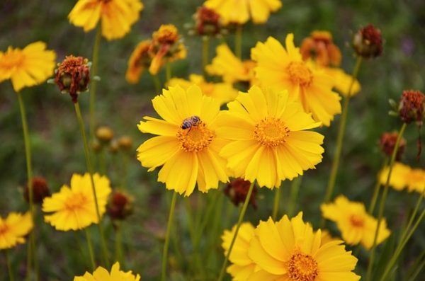 35 Best Types Of Yellow Flowers You Will Fall In Love With