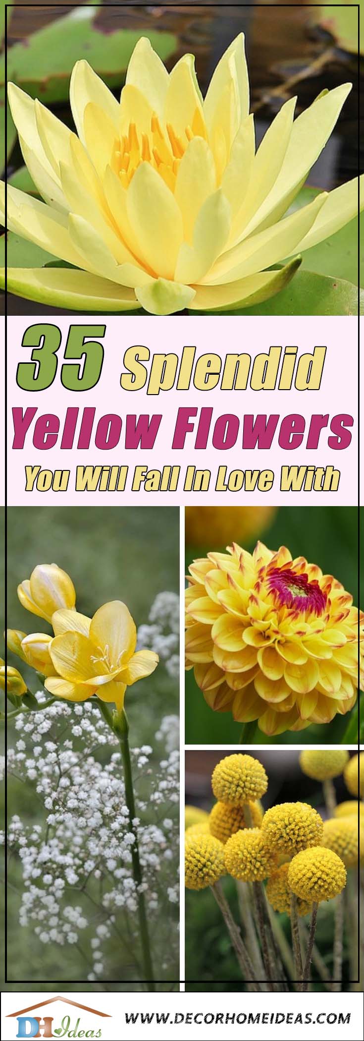 Download 35 Best Types Of Yellow Flowers You Will Fall In Love With Decor Home Ideas