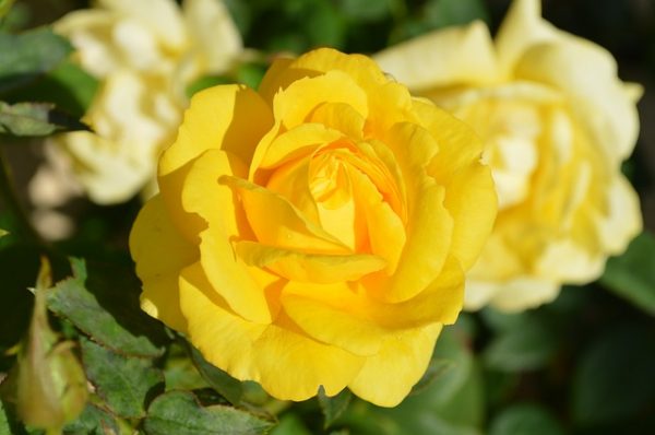 35 Best Types Of Yellow Flowers You Will Fall In Love With