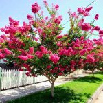 15 Amazing Flowering Spring Trees For Your Landscape