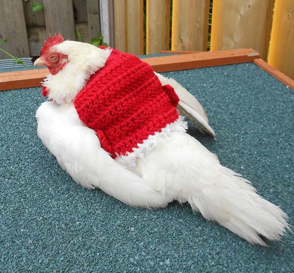 Now You Can Get a Christmas Sweater for Your Chicken, So They Can Be ...