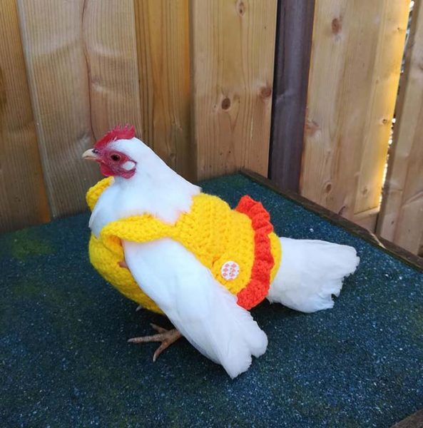 Now You Can Get a Christmas Sweater for Your Chicken, So They Can Be ...