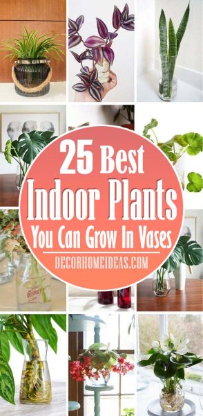 25 Most Popular Indoor Plants You Can Easily Grow In Vases