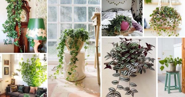 28 Beautiful Indoor Variegated Plants with Patterns | Decor Home Ideas