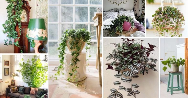 20 Beautiful Indoor Vines And Climbers You Can Grow Easily At Home 1161