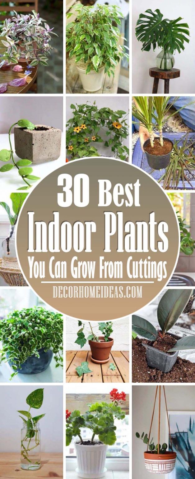 30 Beautiful Indoor Plants You Can Easily Grow from Cuttings