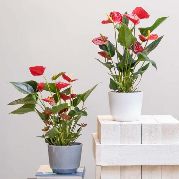 15 Beautiful Indoor Plants That You Can Easily Grow From Seeds | Decor ...