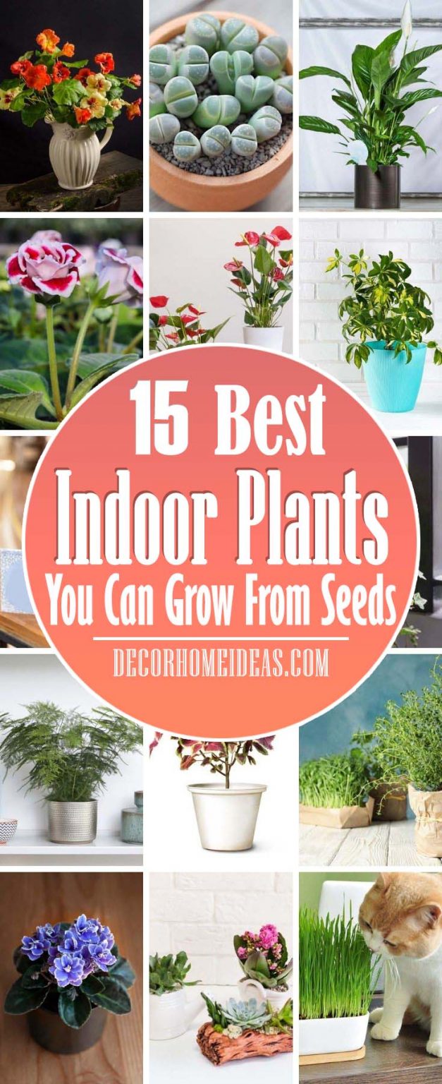 15 Beautiful Indoor Plants That You Can Easily Grow From Seeds