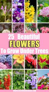 25 Beautiful Flowers That Grow Well Under Trees