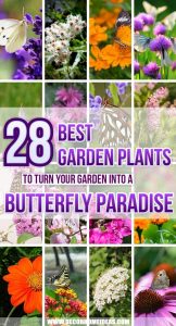 28 Best Butterfly Plants To Turn Your Garden Into A Butterfly Paradise