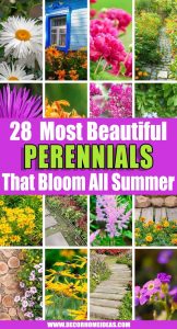 30 Amazing Perennials That Bloom All Summer