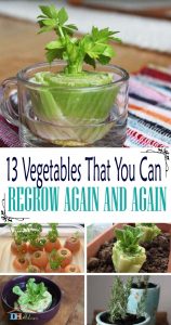 15 Vegetables That You Can Regrow Again And Again