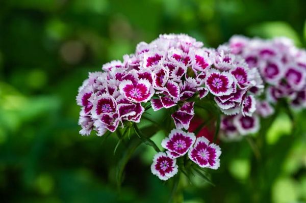 30 Amazing Perennials That Bloom All Summer