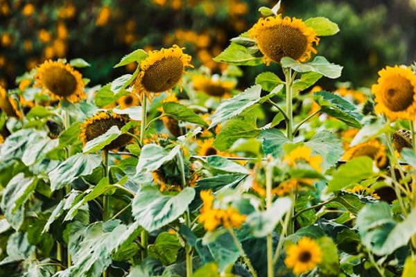 35+ Beautiful Sunflower Garden Ideas To Add Happy Vibes To Your Home