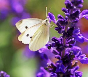 28 Best Butterfly Plants To Turn Your Garden Into A Butterfly Paradise