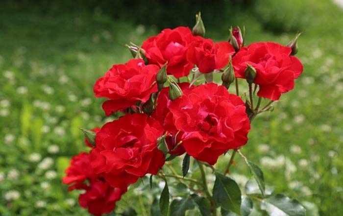 The Language of Love #rosegarden #roses #decorhomeideas