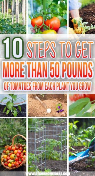 10 Simple Steps To Get More Than 50 Pounds of Tomatoes From Each Plant ...