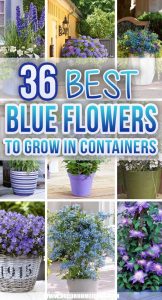 36 Best Blue Flowers To Grow In Containers for 2024 | Decor Home Ideas