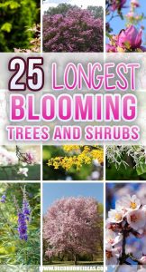 25 Longest Blooming Trees and Shrubs To Add To Your Garden