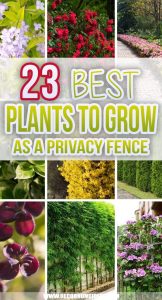 25 Best Plants To Grow As a Privacy Fence and Add More Natural Look