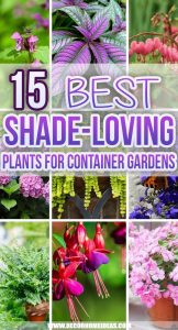 15 Fantastic Shade-loving Plants For Container Gardens