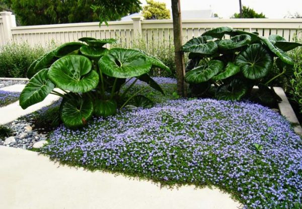 30 Best Ground Covers For Shade