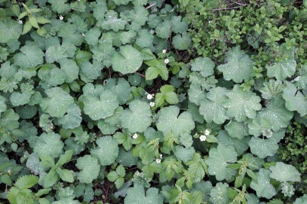 30 Best Ground Covers For Shade