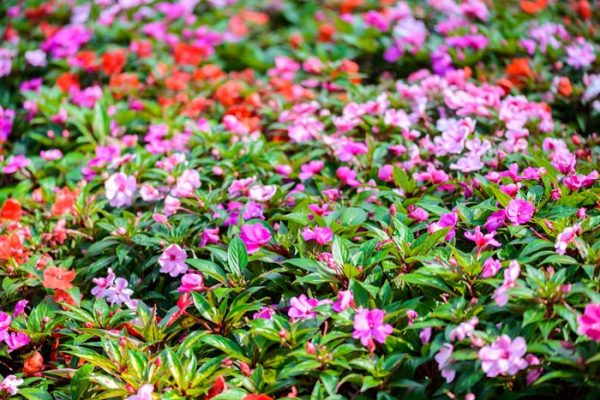 30 Best Ground Covers For Shade