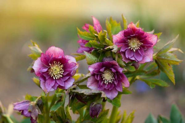 30 Best Ground Covers For Shade