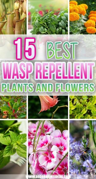 15 Best Wasp Repellent Plants To Grow In Your Garden