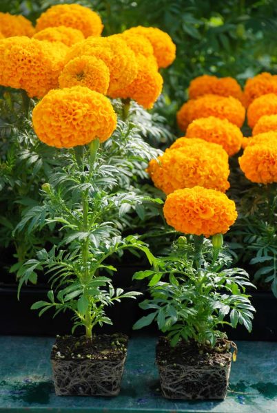 15 Best Wasp Repellent Plants To Grow In Your Garden