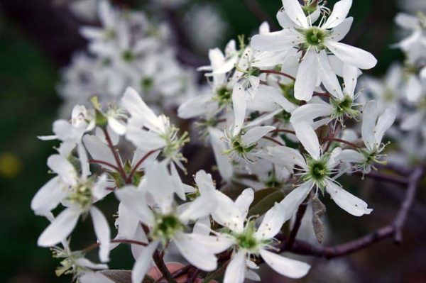 20 Best Shade-Loving Perennials To Add More Beauty To Your Backyard