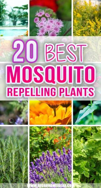 20 Best Mosquito Repelling Plants To Grow and Enjoy More The Time Outdoors