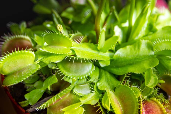 Carnivorous Plant #mosquitorepellingplants #decorhomeideas