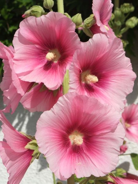 32 Best Pink Perennial Flowers That Will Bloom Forever