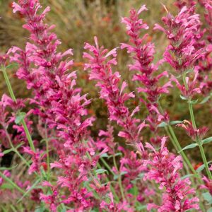 32 Best Pink Perennial Flowers That Will Bloom Forever