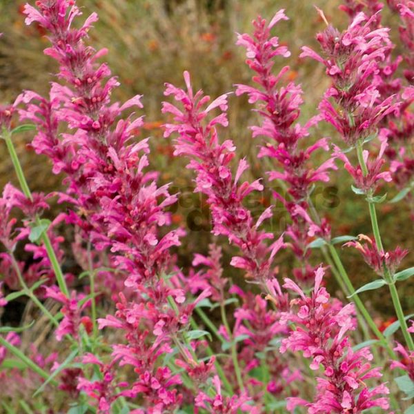 32 Best Pink Perennial Flowers That Will Bloom Forever