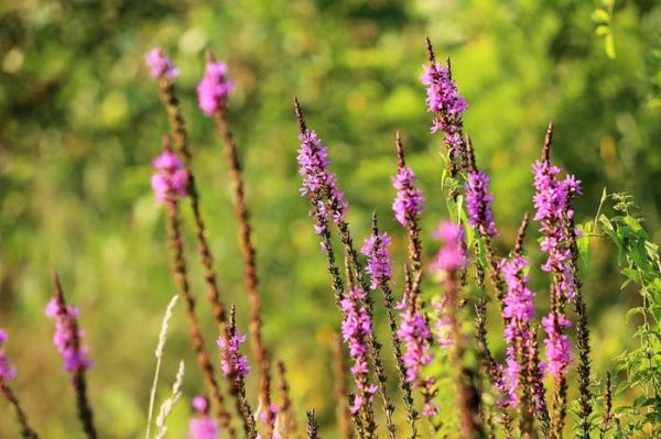 32 Best Pink Perennial Flowers That Will Bloom Forever