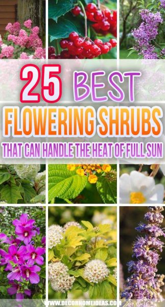 25 Best Shrubs That Can Handle the Heat of Full Sun