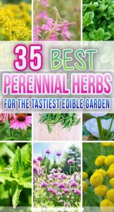 35 Best Perennial Herbs To Plant Once & Enjoy Forever