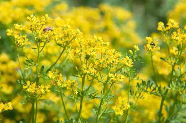 35 Best Perennial Herbs To Plant Once & Enjoy Forever
