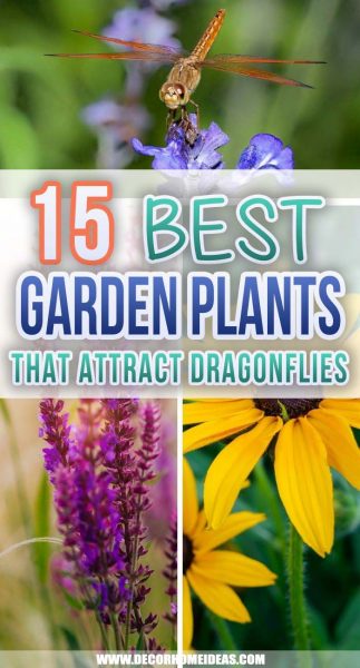 15 Best Plants That Attract Dragonflies And Are Also Perfect For ...