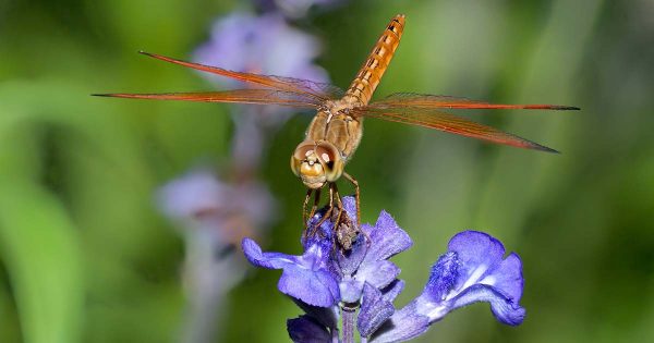 15 Best Plants That Attract Dragonflies And Are Also Perfect For ...