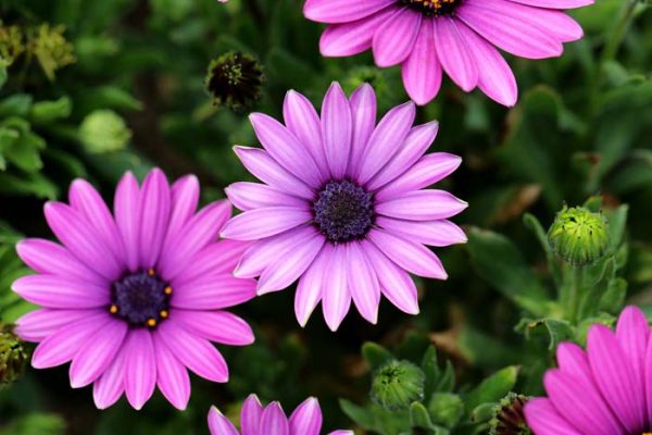 40 Most Beautiful Drought Tolerant Plants For Low-Maintenance Landscapes