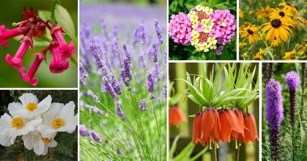 40 Most Beautiful Drought Tolerant Plants For Low-Maintenance Landscapes