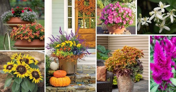 22 Most Beautiful Fall Flowers For Pots And Containers To Fill The ...