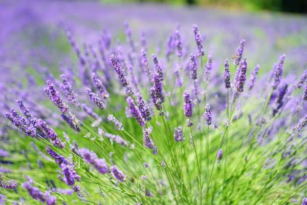 40 Most Beautiful Drought Tolerant Plants For Low-Maintenance Landscapes