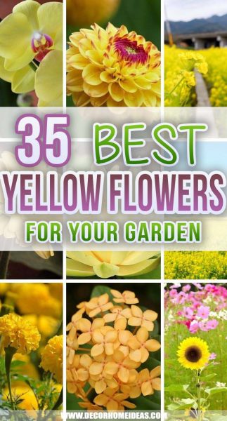 35 Best Types Of Yellow Flowers You Will Fall In Love With