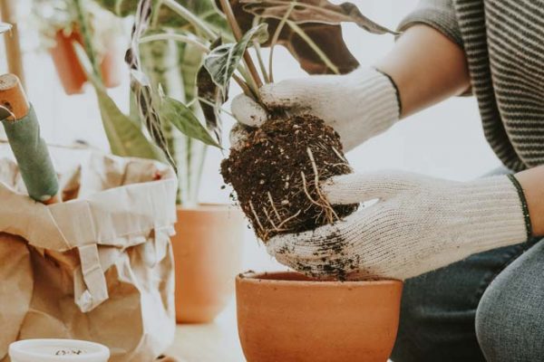 12 Hacks That Will Bring Back Any Dying Plant To Life